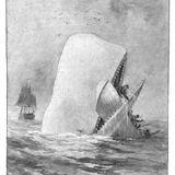 Portrait of Moby Dick