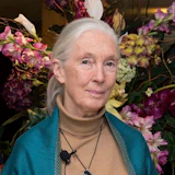 Portrait of Jane Goodall