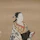 Lady Murasaki