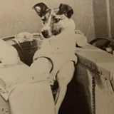 Portrait of Laika The Space Dog